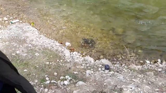 Форель (кумжа) смотреть онлайн