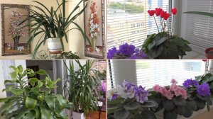 Орхидеи и НЕ ТОЛЬКО...