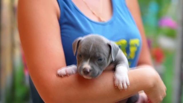 Можно ли доверять собаке малыша? Опасно или мило? Обзор сразу 22 щенков! смотреть онлайн