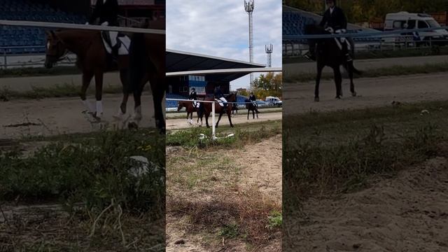 Атмосфера ипподрома смотреть онлайн