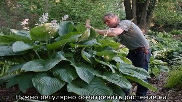Болезни хосты смотреть онлайн