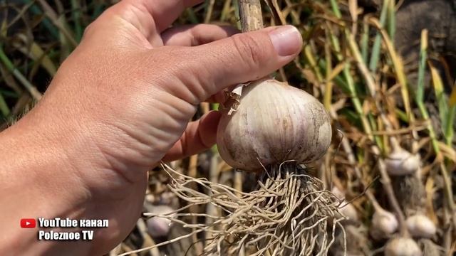 Основные признаки, что чеснок пора убирать и что делать с чесноком после выкопки? смотреть онлайн