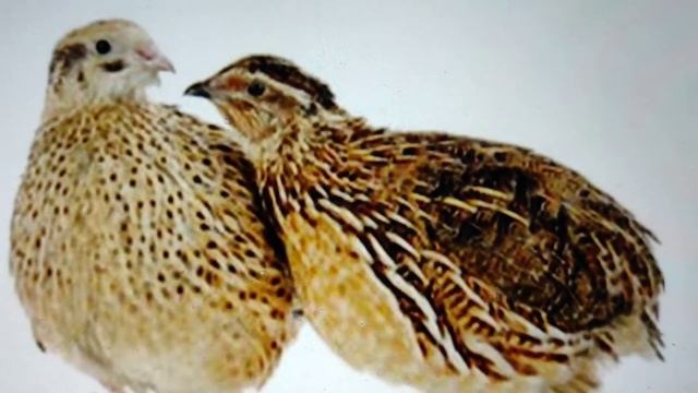 Кто у нас на новенького? смотреть онлайн