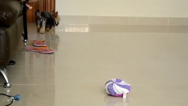 Nikon D3100 Manual Focus Test Video смотреть онлайн