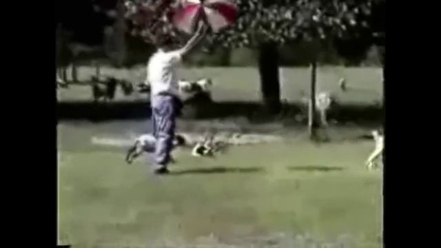 Козы впадающие в ступор смотреть онлайн