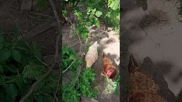 Цыплята вылупляются! массовое купание кур в пыли)) 29 мая 2023 г. смотреть онлайн