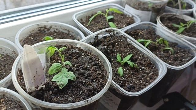 Пикировка платикодона и томатов. Моя рассада. #рассада, #рассадатоматов, #рассадавыращивание. смотреть онлайн
