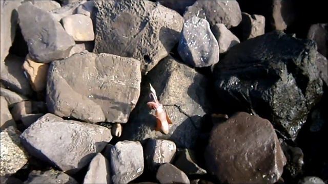 Southern Calamari Fishing & Tips. смотреть онлайн