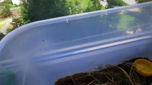 КАК ОБУСТРОИТЬ ТЕРРАРИУМ ДЛЯ ЯЩЕРИЦ! ОБУСТРОЙСТВО ТЕРРАРИУМА ДЛЯ ПРЫТКОЙ ЯЩЕРИЦЫ! EXO TOP