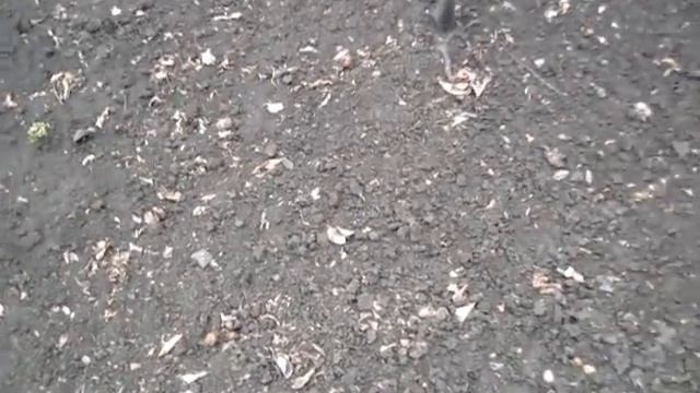 Размножение чёрной смородины черенками в школке смотреть онлайн