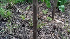 Черешня обрезка в год посадки.