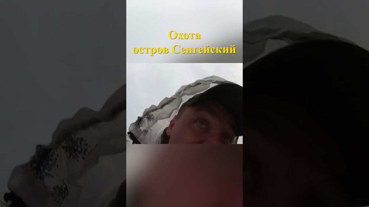 Охота на острове Сенгейский 5 #охотанагуся #охотавроссии смотреть онлайн