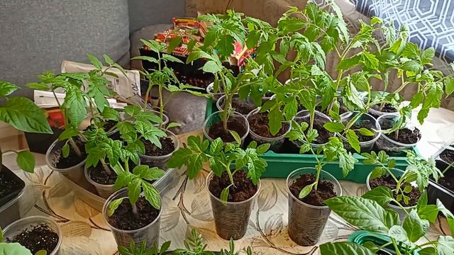 Что я планирую выращивать в этом году! смотреть онлайн