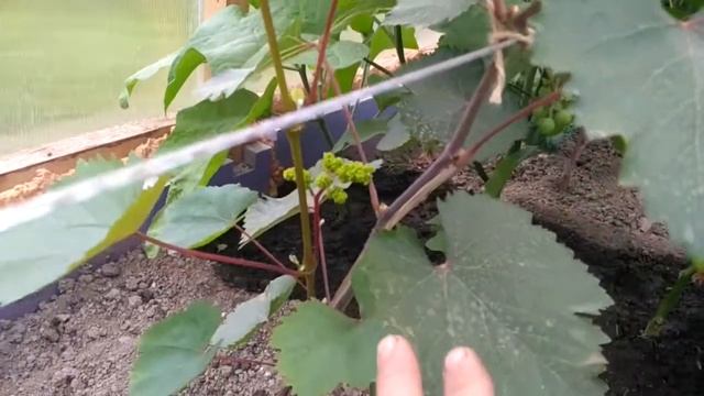 Первый пошёл, Кишмышь Запарожский на ДВ16 июля 2020 г. смотреть онлайн