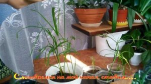 Цветок циперус - восстановление, уход и размножение.