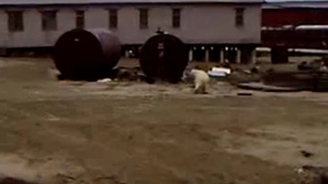 Белый медведь у общаги смотреть онлайн