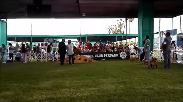 Kennel Club Peruano 01-2016 смотреть онлайн