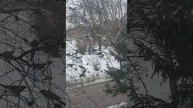 Дрозды едят рябину смотреть онлайн