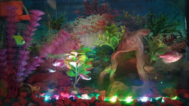 Аквариум 4К смотреть онлайн