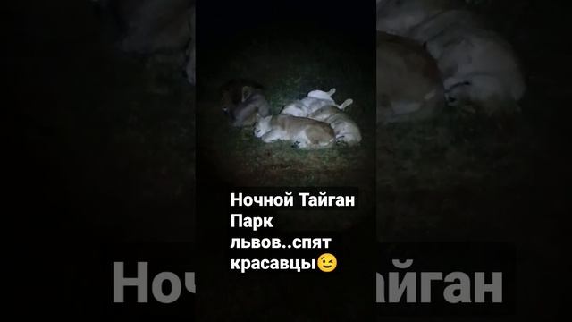 Парк Тайган,как львы спят ночью смотреть онлайн