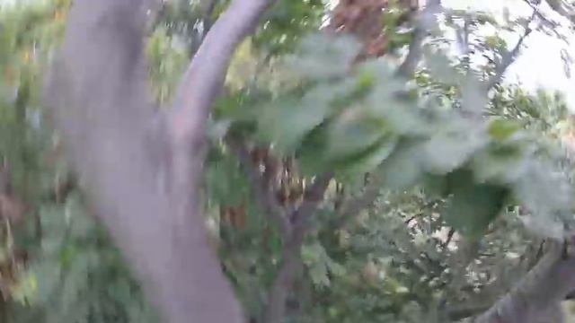 Treetop grow смотреть онлайн