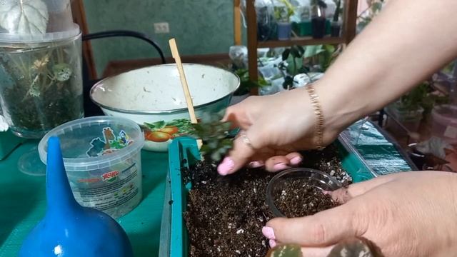 Посадим вместе???? смотреть онлайн