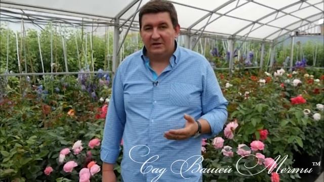 Можно ли делить кусты роз? смотреть онлайн