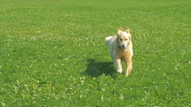 5 Reasons Not To Get A Golden Retriever - Dogs 101
