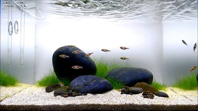 Aquascaping GAME OF RIVER STONE (SIMPLICITY) one month update смотреть онлайн