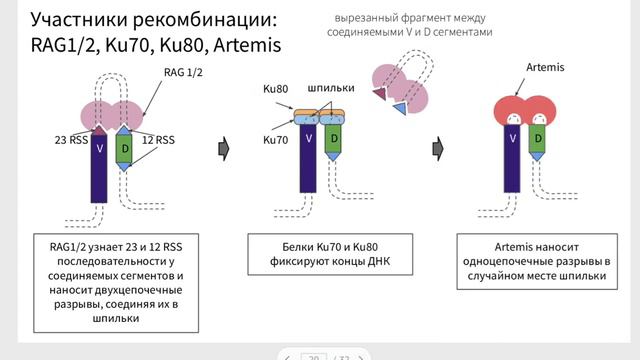 VDJ рекомбинация и разнообразие рецепторов Т и В клеток смотреть онлайн