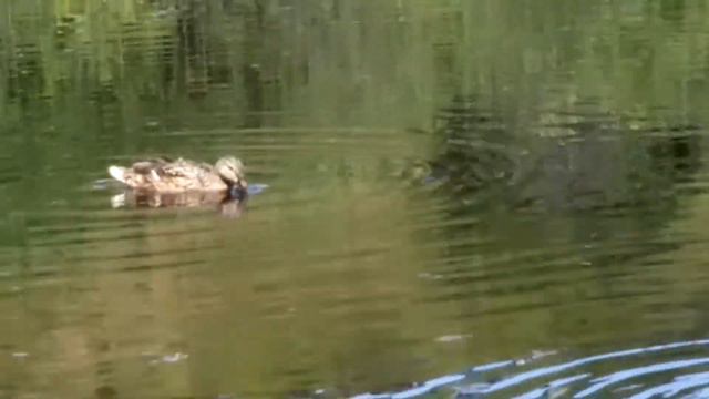 Утка с утятами и чайки смотреть онлайн