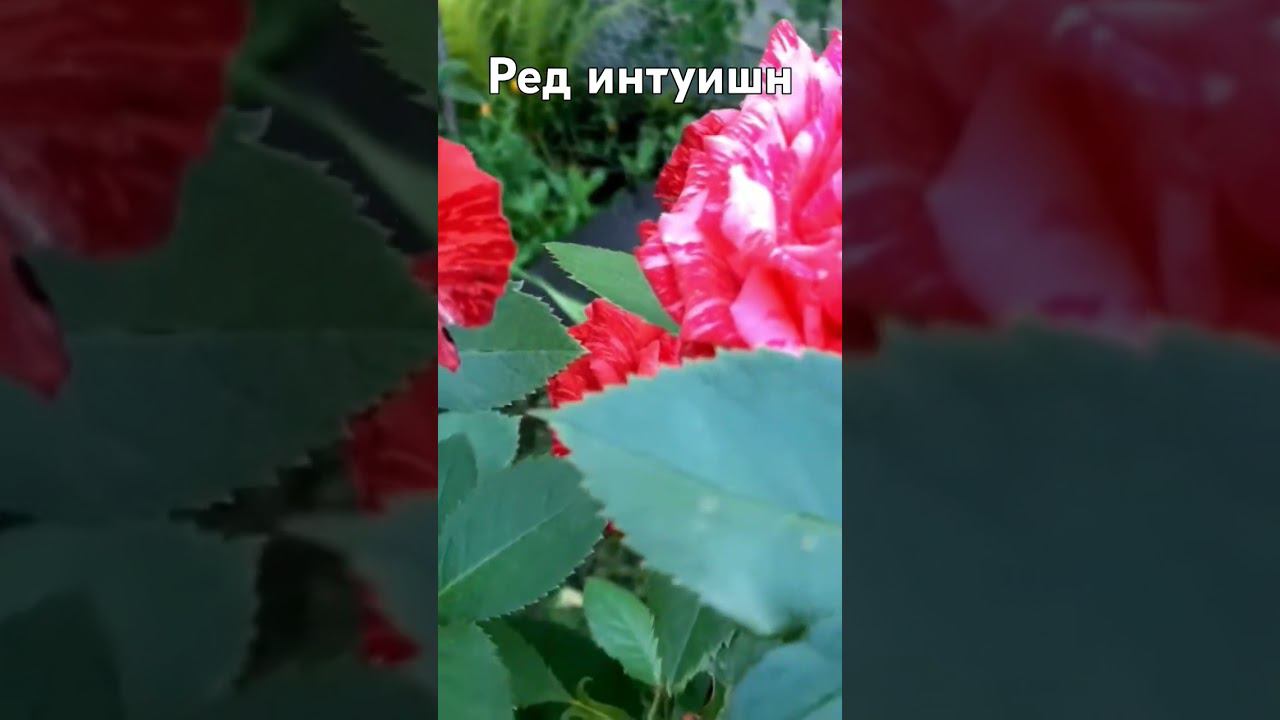 Ред интуишн #цветы #розы смотреть онлайн