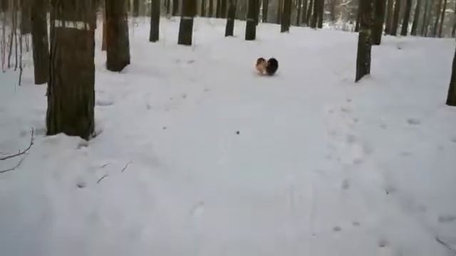 Забавные псы в лесу смотреть онлайн