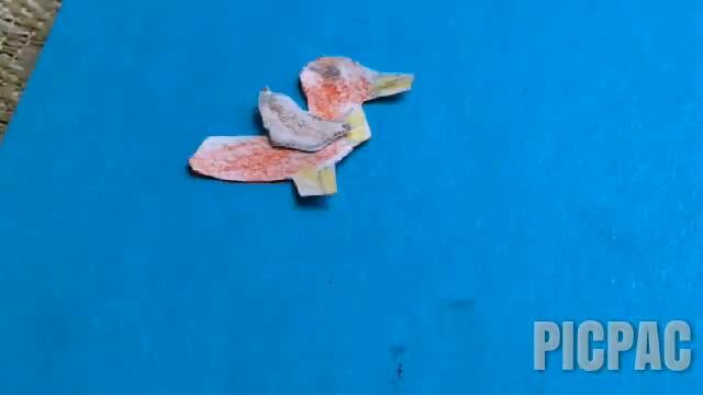 Петя и волк смотреть онлайн