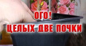 23 января. ДУМАЛА У НЕГО ОДНА ПОЧКА, А ОКАЗАЛОСЬ ДВЕ..mp4