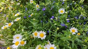 Хризантема БЕЛАЯ СНЕГУРОЧКА и лобелия СИНИЙ КАСКАД. Ленинградская обл. 04.09.23г.