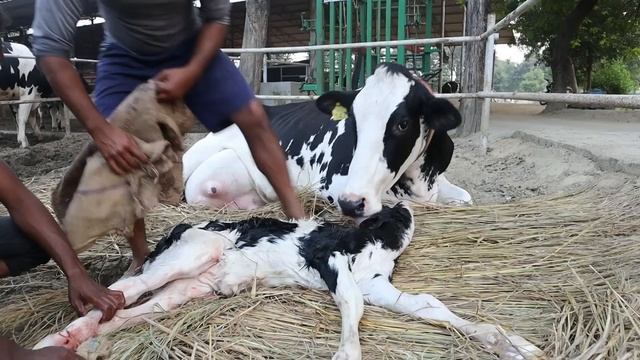 Delivery Time at the Farm SAG Denmark Hf-40116 || Maa Dairy Farms,Barabanki (U.P.) смотреть онлайн