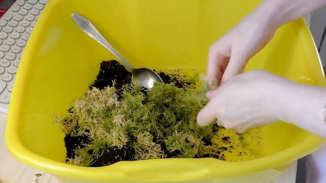Комнатные растения / АДИАНТУМ Мой УХОД / ПЕРЕСАДКА в новый горшок смотреть онлайн