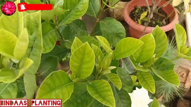 All About GARDENIA PLANT🌼 -complete Care