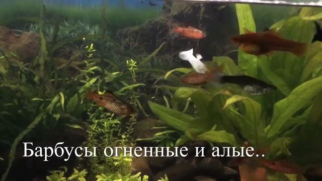 Алые и огненные барбусы. Scarlet and fiery barbs . Beautiful fish смотреть онлайн