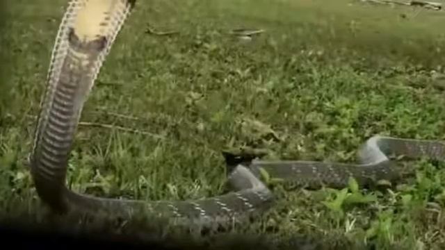 Змея против мангуста смотреть онлайн