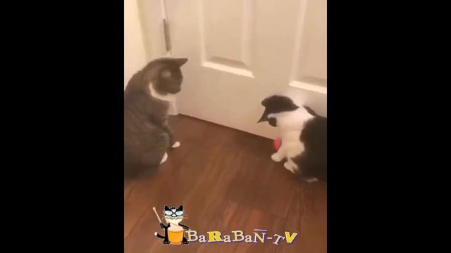 СМЕШНЫЕ КОШКИ 2022 7 МИНУТ СМЕХА смотреть онлайн