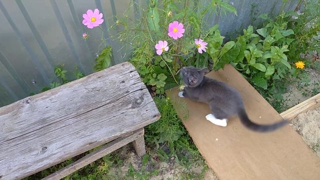 Кузя и Саранча, а может Кузнечик, ХЗ. смотреть онлайн