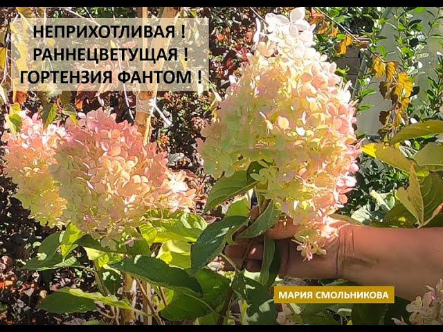 Неприхотливая ! Раннецветущая ! Гортензия Фантом ! смотреть онлайн