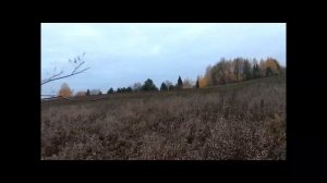 Охота на тетерева осенью с подхода