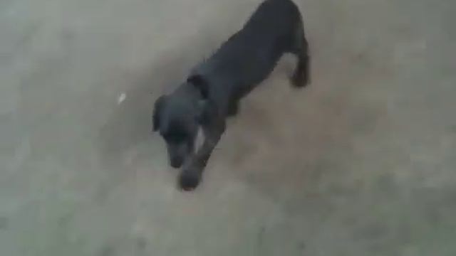 Blue Weimaraner baby смотреть онлайн