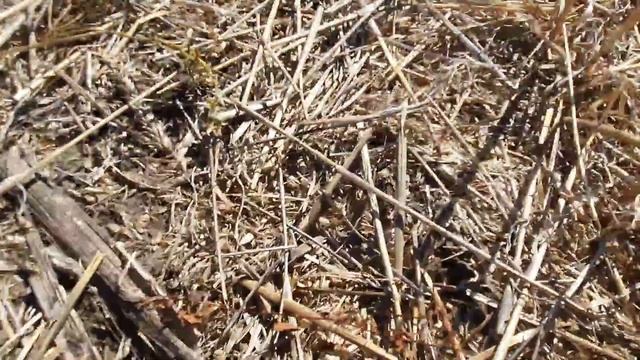 Что по всходам рапса ?Был прямой посев СЗ 3.6 после пшеницы. NO-TILL UKRAINE смотреть онлайн