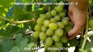 виноград Мелодия