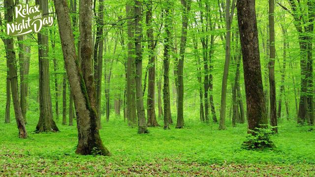 Relaxing Celtic Music: Relaxing Music, Flute Music, Harp Music, Oboe Music смотреть онлайн