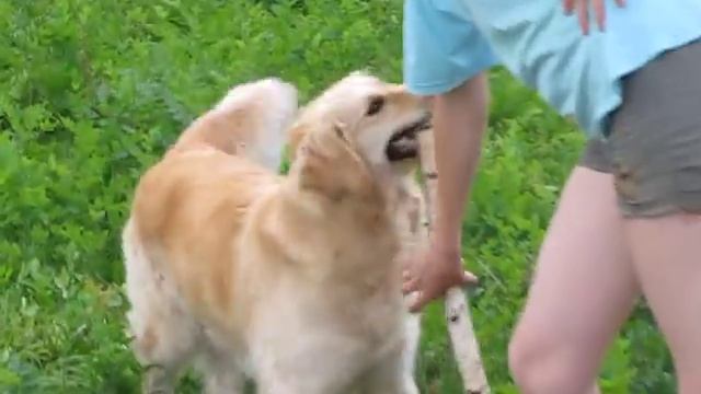 Ладушка - травяная блоха смотреть онлайн